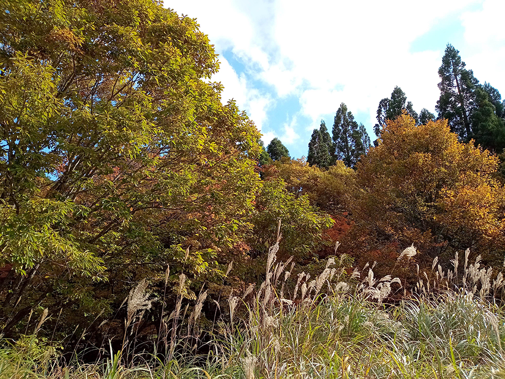 9/28 野外実習「木曜散策会」〜豊乗寺の巨樹・大杉の大きさを調べてみよう！〜