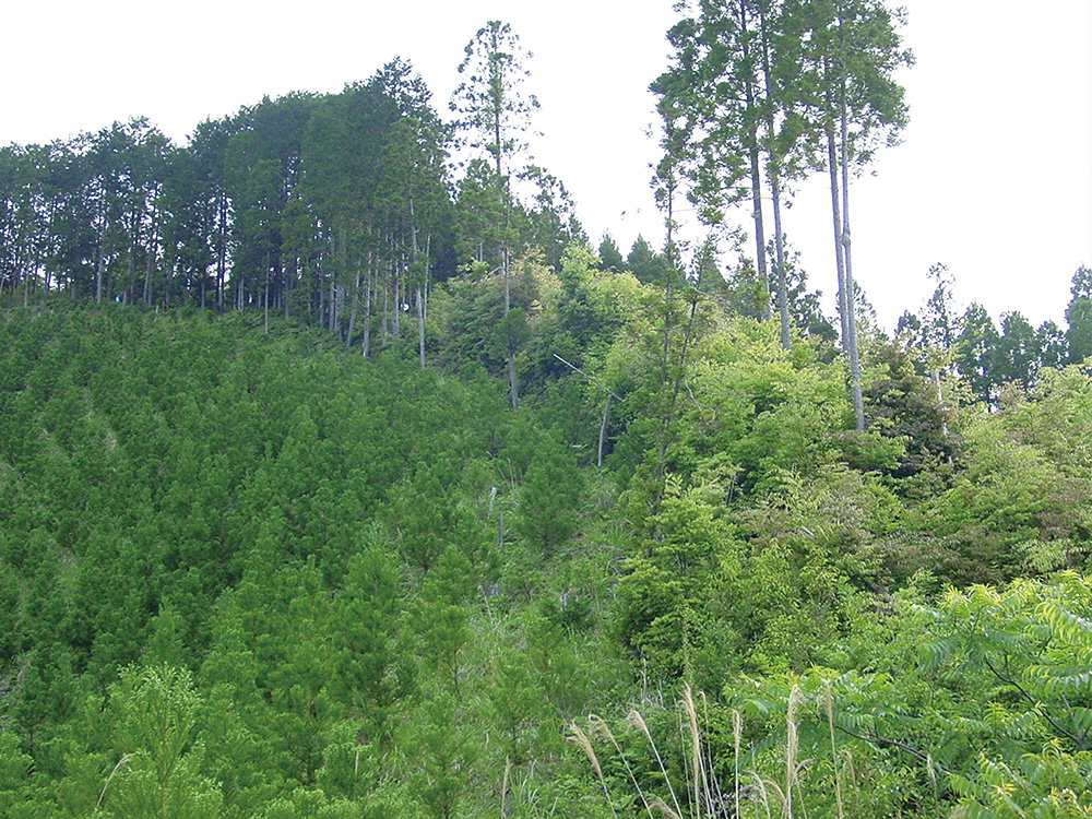 伐採後のある森林の状況（左：人工林皆伐後再造林、右：同再造林不履行）（提供：吉田茂二郎氏）
