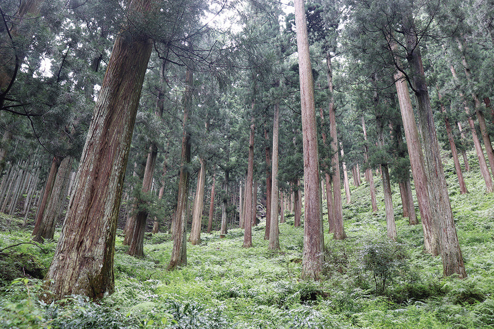 木曽ヒノキの保存林（提供：湯本貴和氏）