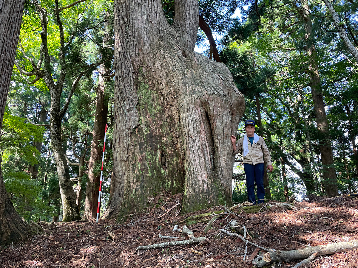芦津国有林のスギ巨木(直径2.2m)/智頭の山人塾 塾長 山本福壽コラム「芦津のブナ巨木」